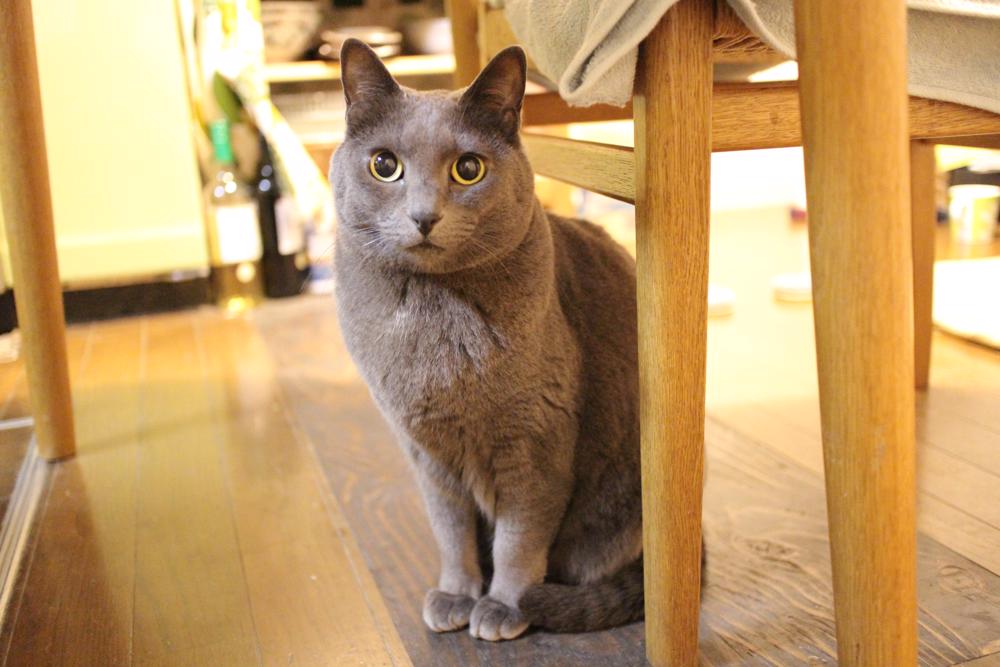 家具工房タビネコの看板猫ルド