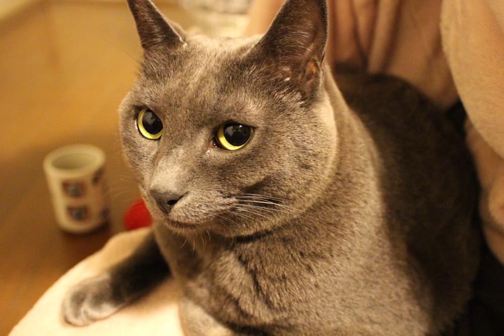 家具工房タビネコの看板猫ルド