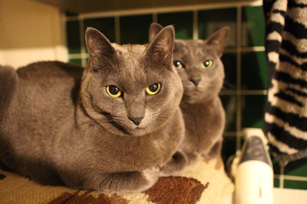 家具工房タビネコの看板猫ルド