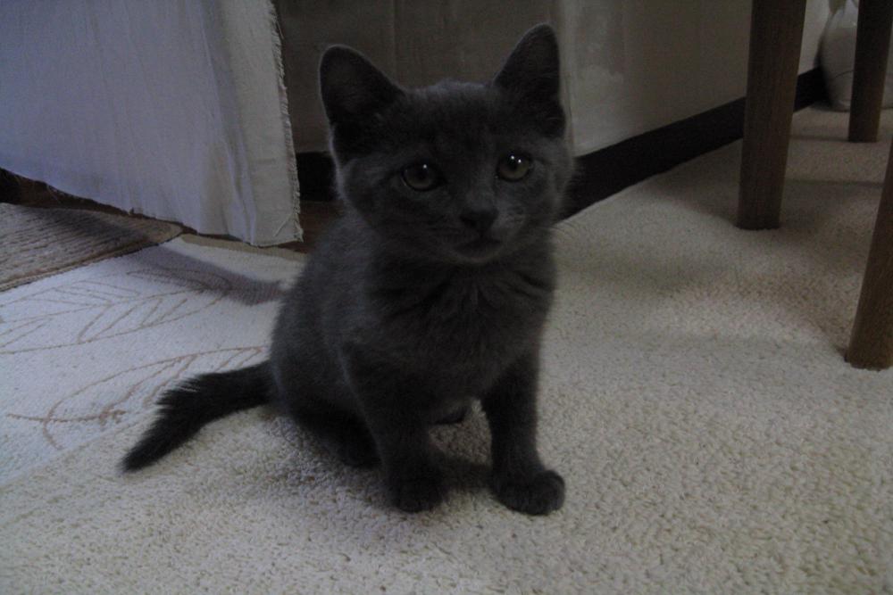 家具工房タビネコの看板猫ルド